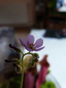 Filigrane weiße Sonnentau-Blüte in voller Blüte