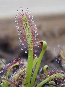 Kap-Sonnentau (Drosera capensis) mit aufrechten Fangblättern und rubinroten Tentakeln