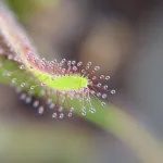 Sonnentau (Drosera) Fangblatt mit glitzernden klebrigen Verdauungstropfen