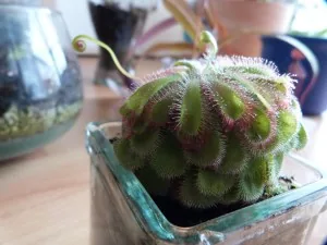 Blühender Sonnentau (Drosera) mit zartem Blütenstängel im Sphagnum-Moos