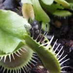 Venusfliegenfalle (Dionaea muscipula) mit gefangener Fliege in der Klappfalle