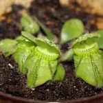 Australischer Zwergkrug (Cephalotus follicularis) mit gezahntem Kannenrand