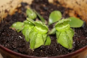 Australischer Zwergkrug (Cephalotus follicularis) mit gezahntem Kannenrand