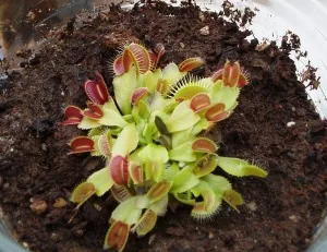 Junge Venusfliegenfalle (Dionaea muscipula) mit roten Fangblättern im Torfsubstrat