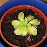 Mexikanisches Fettkraut (Pinguicula) mit fleischigen Klebeblättern im Topf