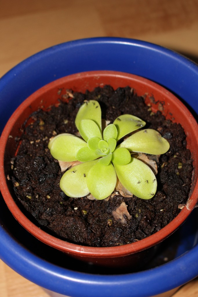 Fettkraut Pinguicula Karnivoren Fleischfressende Pflanzen