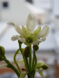 Weiße Blüte der Venusfliegenfalle an einem langen Blütenstängel hoch über den Fallen