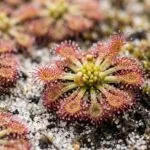 Australischer Zwergsonnentau (Pygmy Drosera) mit Brutschuppen (Gemmae) und Fangtentakeln