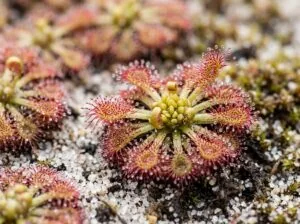 Australischer Zwergsonnentau (Pygmy Drosera) mit Brutschuppen (Gemmae) und Fangtentakeln