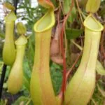 Kannenpflanze (Nepenthes alata) mit eleganter roter Hängekanne