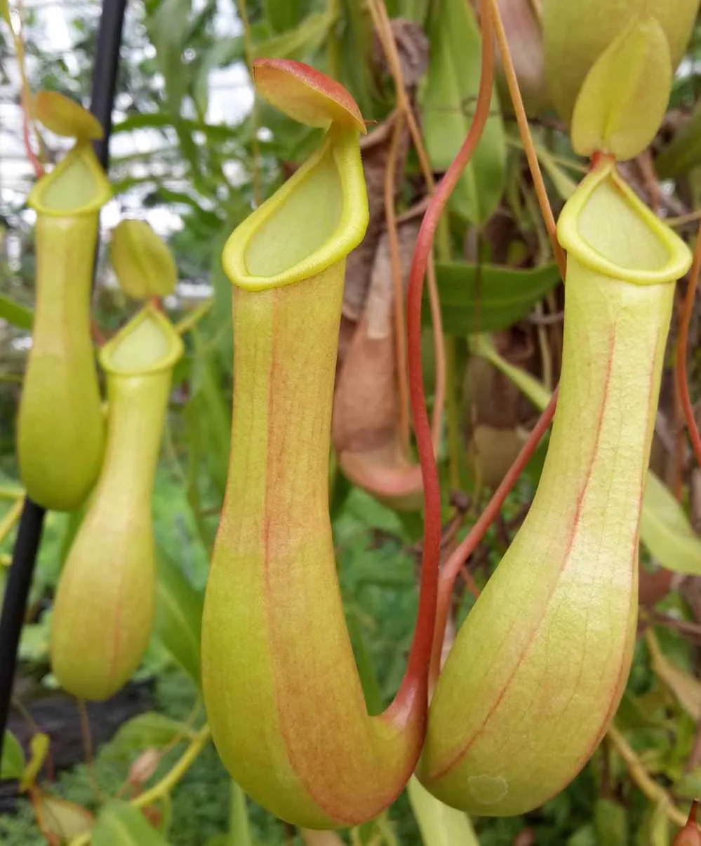 Kannenpflanze (Nepenthes alata) mit eleganter roter Hängekanne