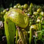 Kobralilie (Darlingtonia californica) Schlangen-Fangschlauch mit gespaltenem Nektarsegel