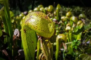 Kobralilie (Darlingtonia californica) Schlangen-Fangschlauch mit gespaltenem Nektarsegel