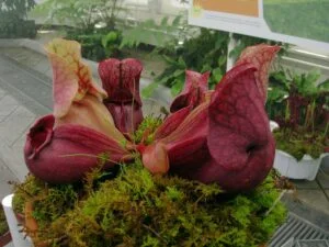Mini-Moorbeet im Kübel mit roter Schlauchpflanze Sarracenia purpurea auf dem sonnigen Balkon