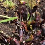 Rote Schlauchpflanze (Sarracenia purpurea) mit gedrungenen Fangschläuchen im Moorbeet