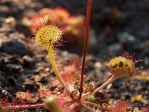 Rundblättriger Sonnentau Drosera rotundifolia in Kultur im feuchten Torf-Moorbeet
