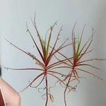 Wanzenpflanze (Roridula gorgonias) mit wasserunlöslichen Harztropfen auf den Nadelblättern