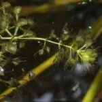 Wasserfalle (Aldrovanda vesiculosa) freischwimmend mit geöffneten Unterwasser-Klappfallen