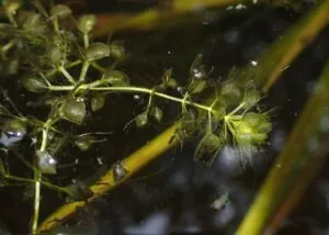 Wasserfalle (Aldrovanda vesiculosa) freischwimmend mit geöffneten Unterwasser-Klappfallen