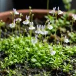 Wasserschlauch (Utricularia sandersonii) mit charakteristischen Hasenohren-Blüten