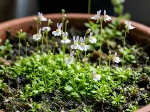 Wasserschlauch (Utricularia sandersonii) mit charakteristischen Hasenohren-Blüten