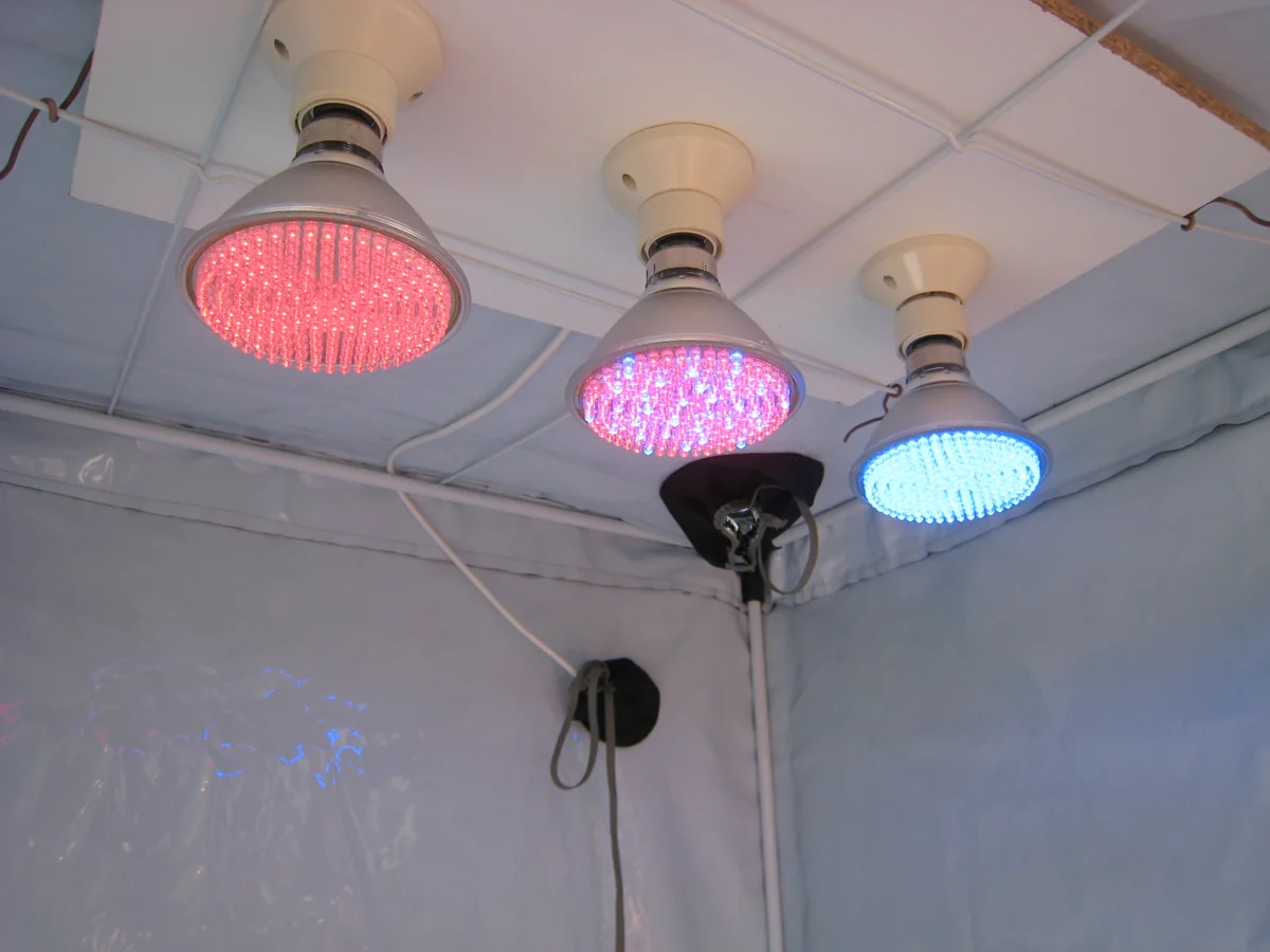 Nahaufnahme von Vollspektrum-LED-Pflanzenleuchten für Terrarien und Karnivoren-Zusatzbeleuchtung